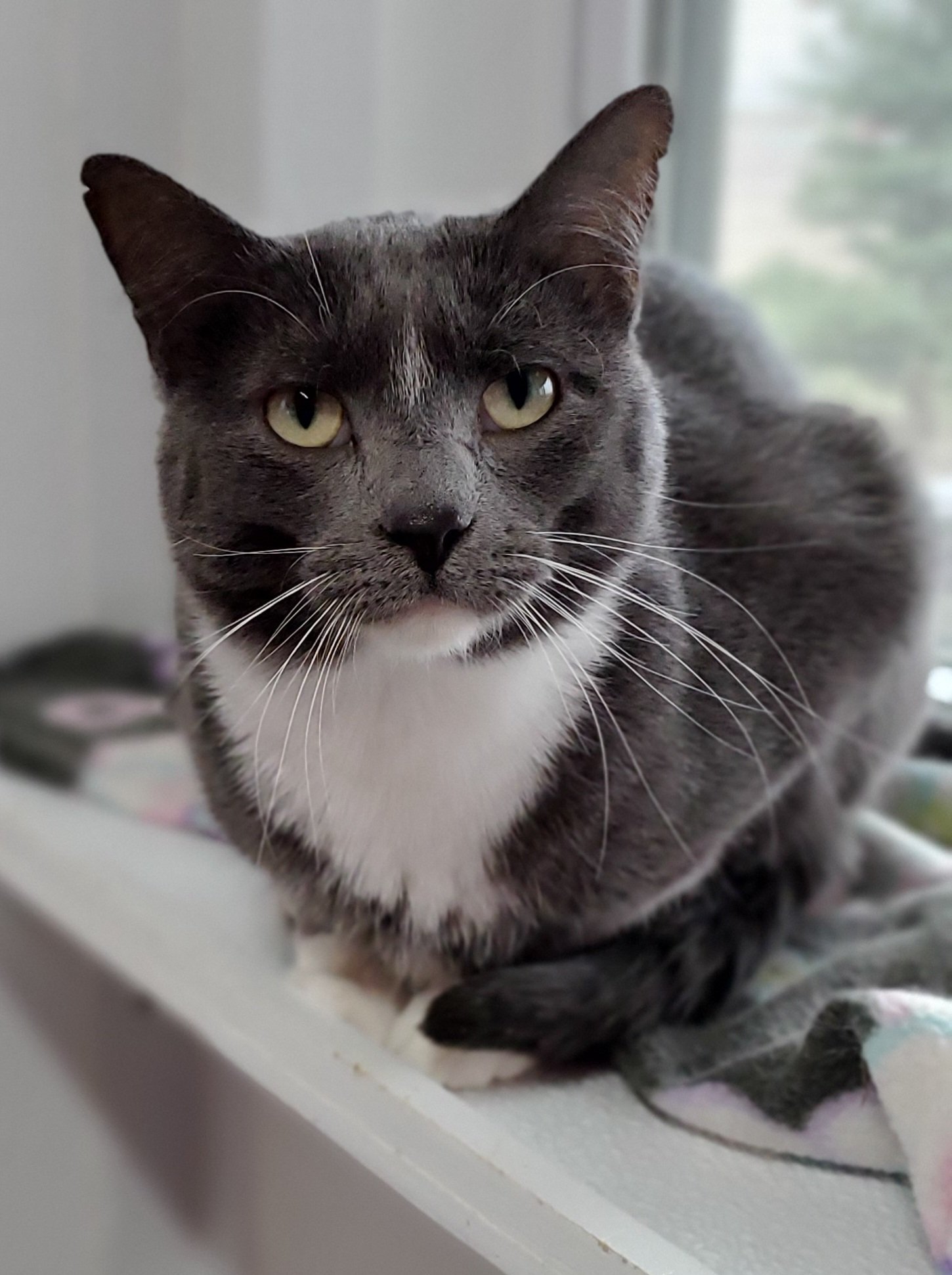 Cloud Chomper, an adoptable Domestic Short Hair in Estherville, IA, 51334 | Photo Image 3