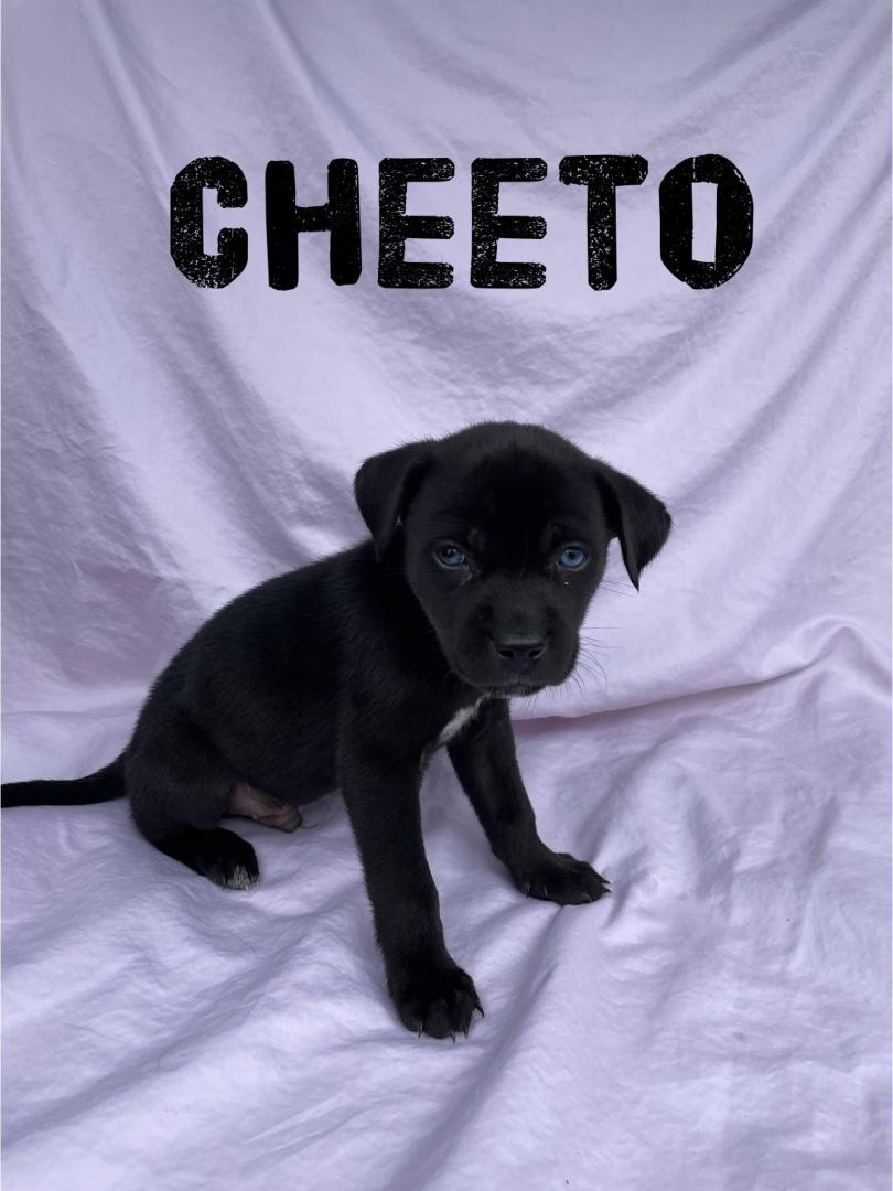 Cheeto