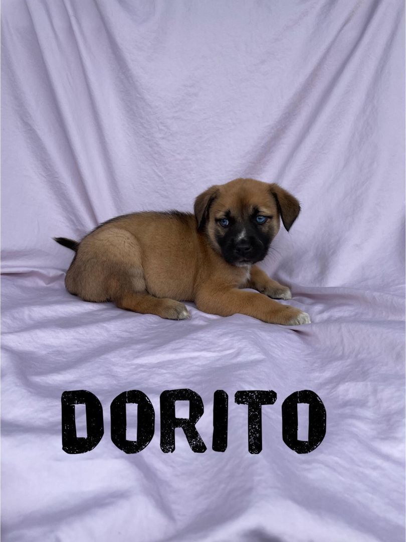 Dorito