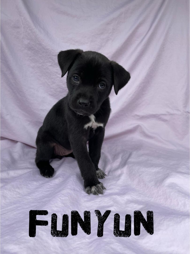 Funyun