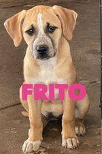 Frito