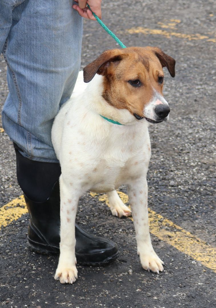 Peyton, an adoptable Australian Cattle Dog / Blue Heeler in Reeds Spring, MO, 65737 | Photo Image 2