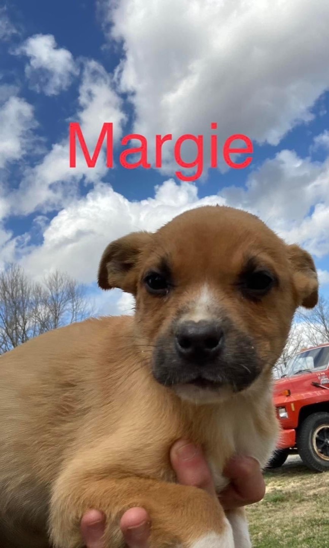 Margie