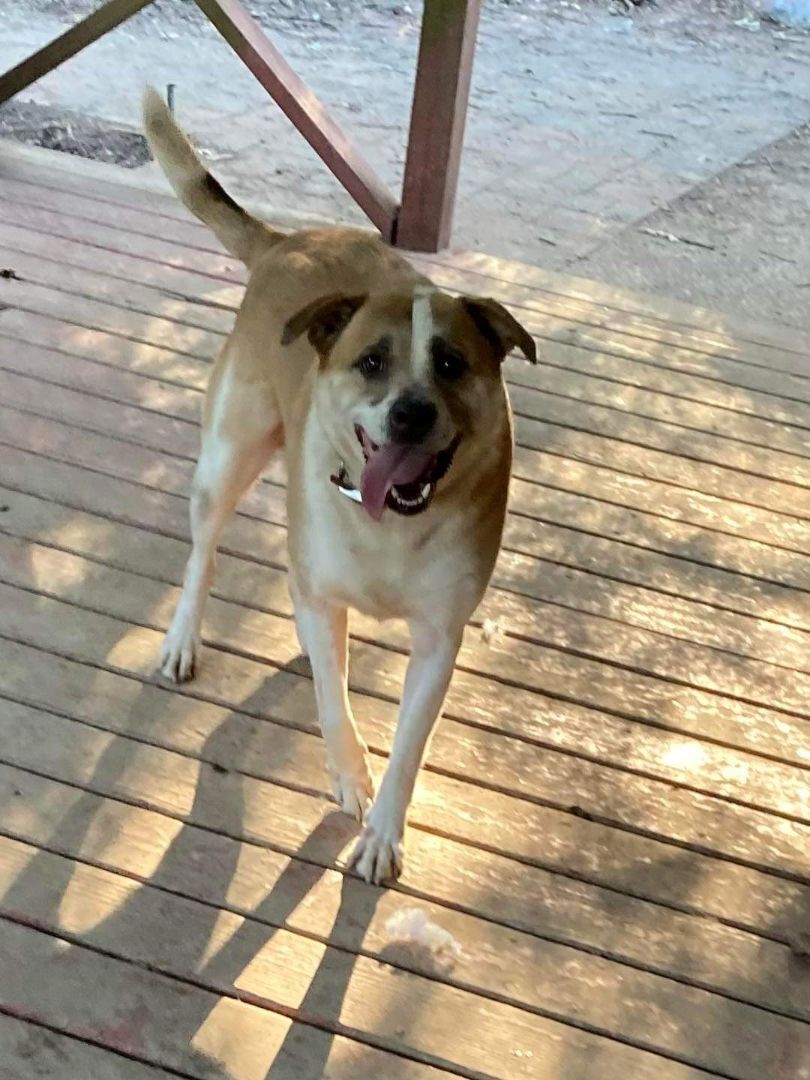 Cyrus, an adoptable Boxer, Labrador Retriever in Chattanooga, TN, 37421 | Photo Image 2