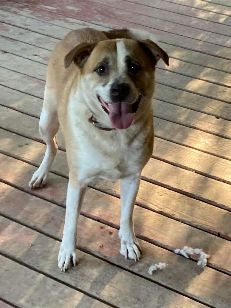 Cyrus, an adoptable Boxer, Labrador Retriever in Chattanooga, TN, 37421 | Photo Image 1