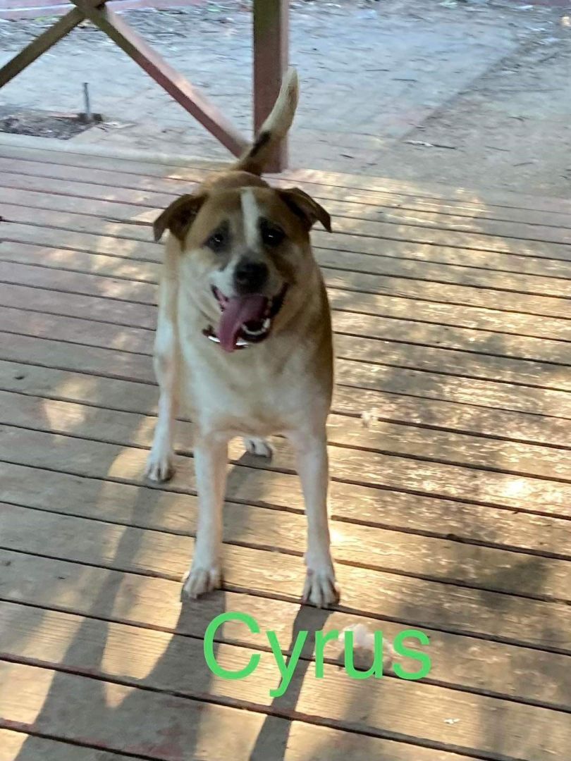 Cyrus, an adoptable Boxer, Labrador Retriever in Chattanooga, TN, 37421 | Photo Image 3