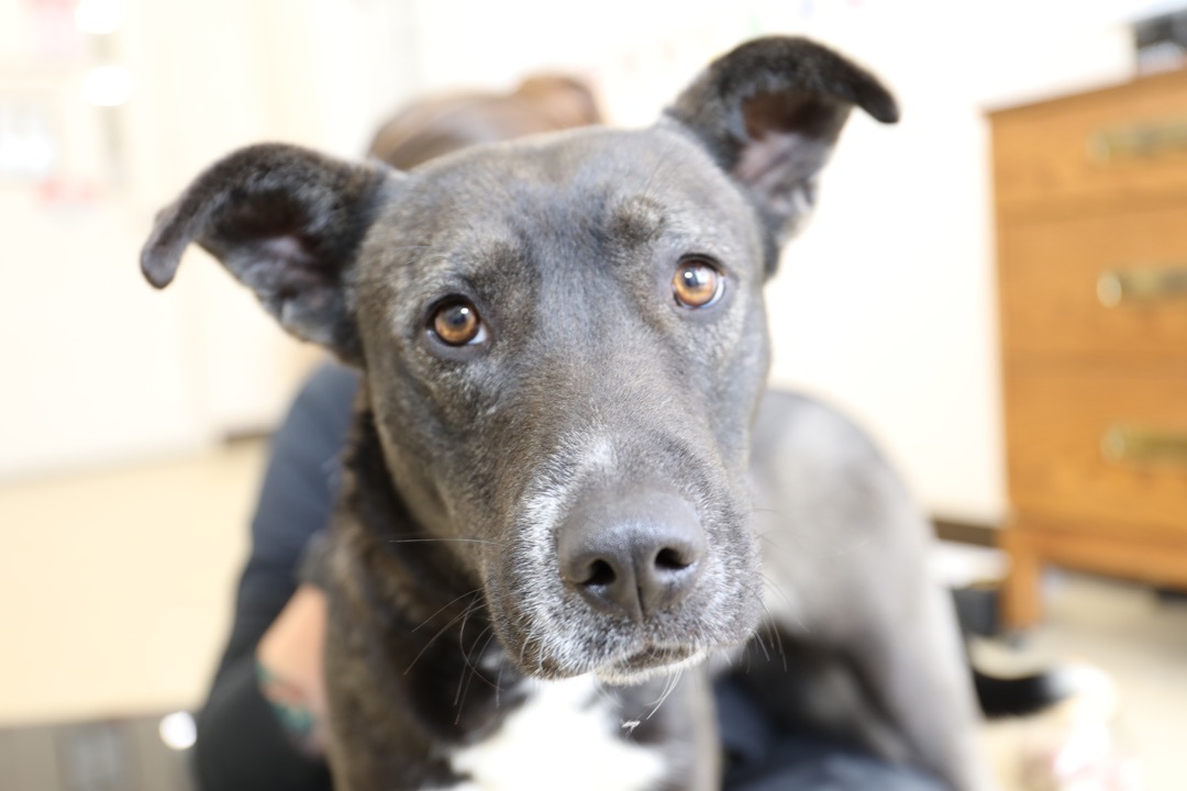 Athena, an adoptable Shepherd, Husky in Tullahoma, TN, 37388 | Photo Image 7