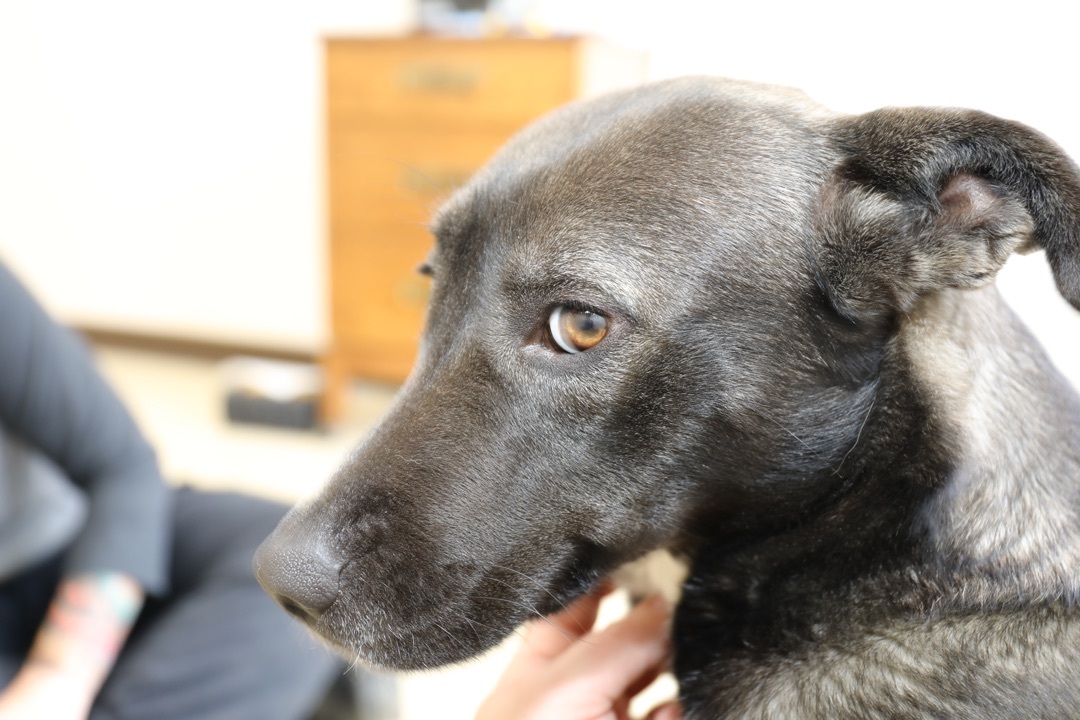 Athena