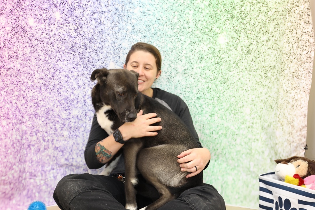 Athena, an adoptable Shepherd, Husky in Tullahoma, TN, 37388 | Photo Image 9