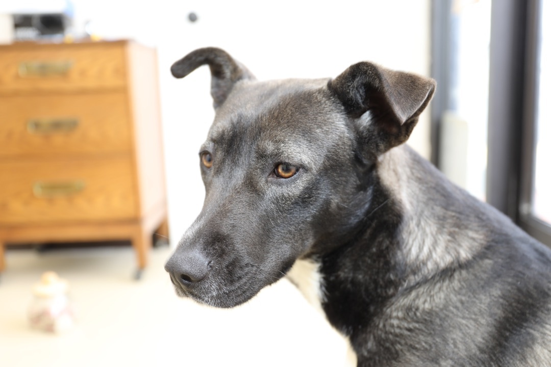 Athena, an adoptable Shepherd, Husky in Tullahoma, TN, 37388 | Photo Image 10