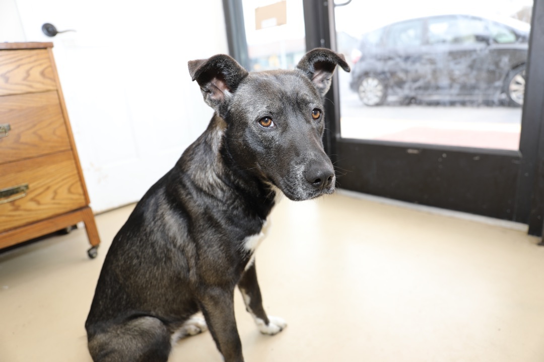 Athena, an adoptable Shepherd, Husky in Tullahoma, TN, 37388 | Photo Image 12