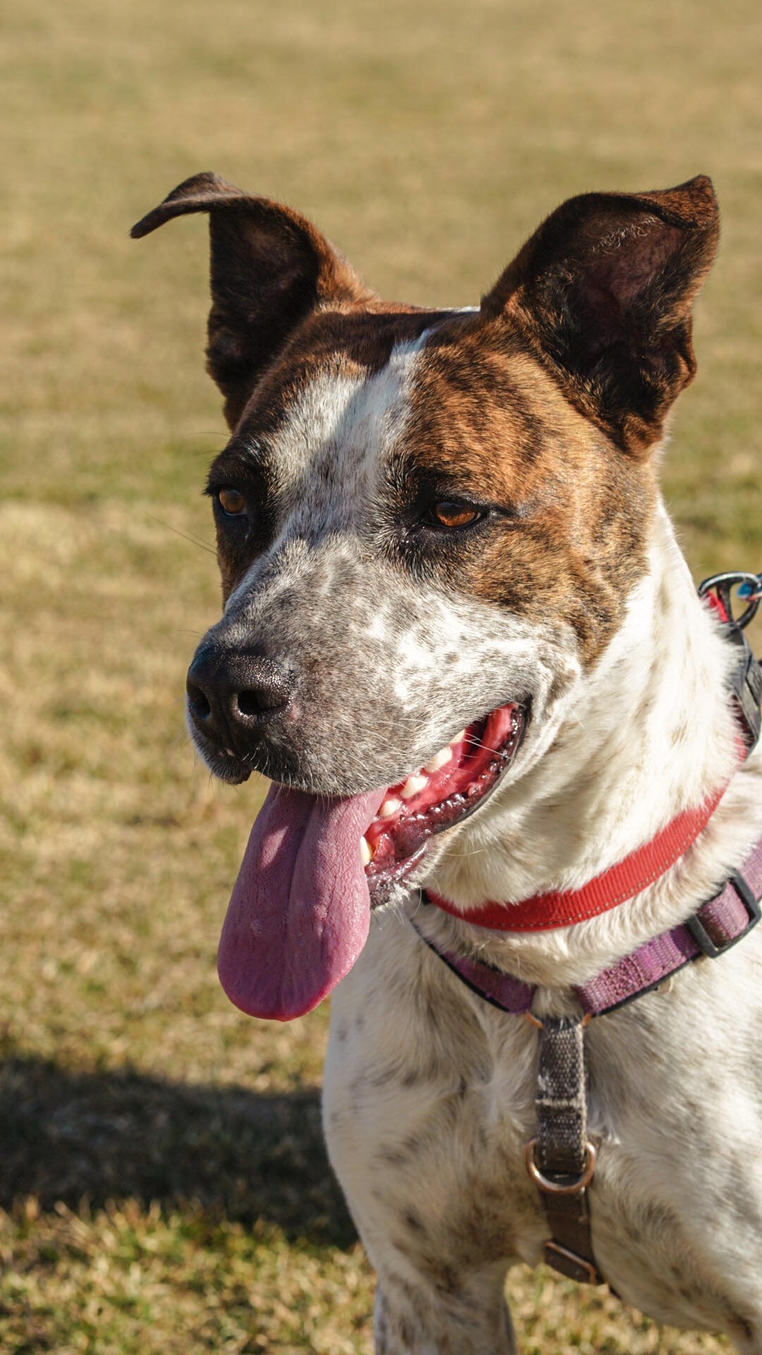 Stix, an adoptable Australian Cattle Dog / Blue Heeler, Boxer in Evergreen, CO, 80437 | Photo Image 1