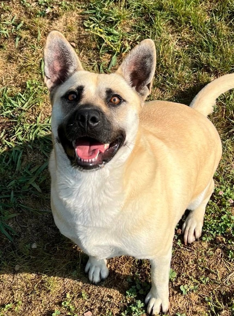 Percey, an adoptable Shepherd in Johnson City, TN, 37604 | Photo Image 1