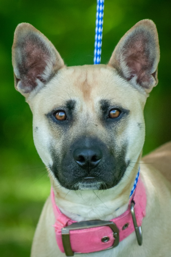 Percey, an adoptable Shepherd in Johnson City, TN, 37604 | Photo Image 2