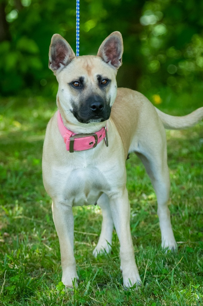 Percey, an adoptable Shepherd in Johnson City, TN, 37604 | Photo Image 3