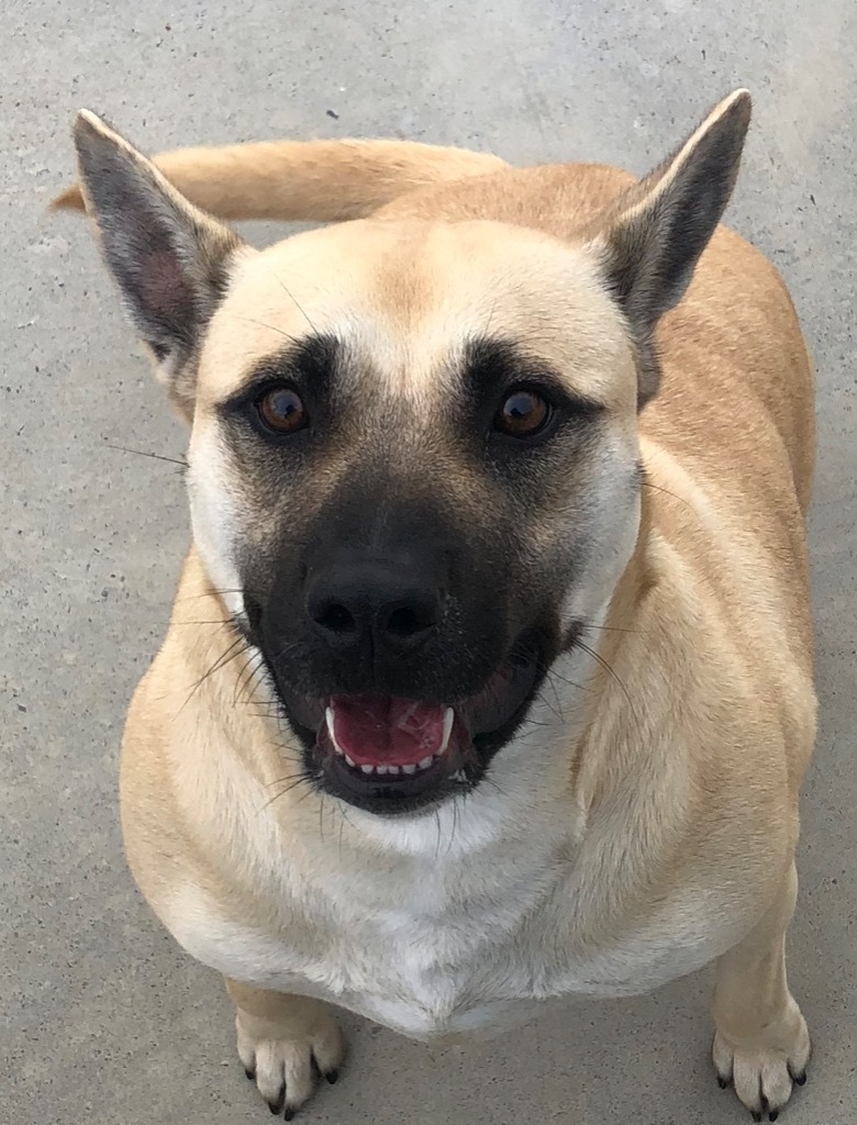 Percey, an adoptable Shepherd in Johnson City, TN, 37604 | Photo Image 4