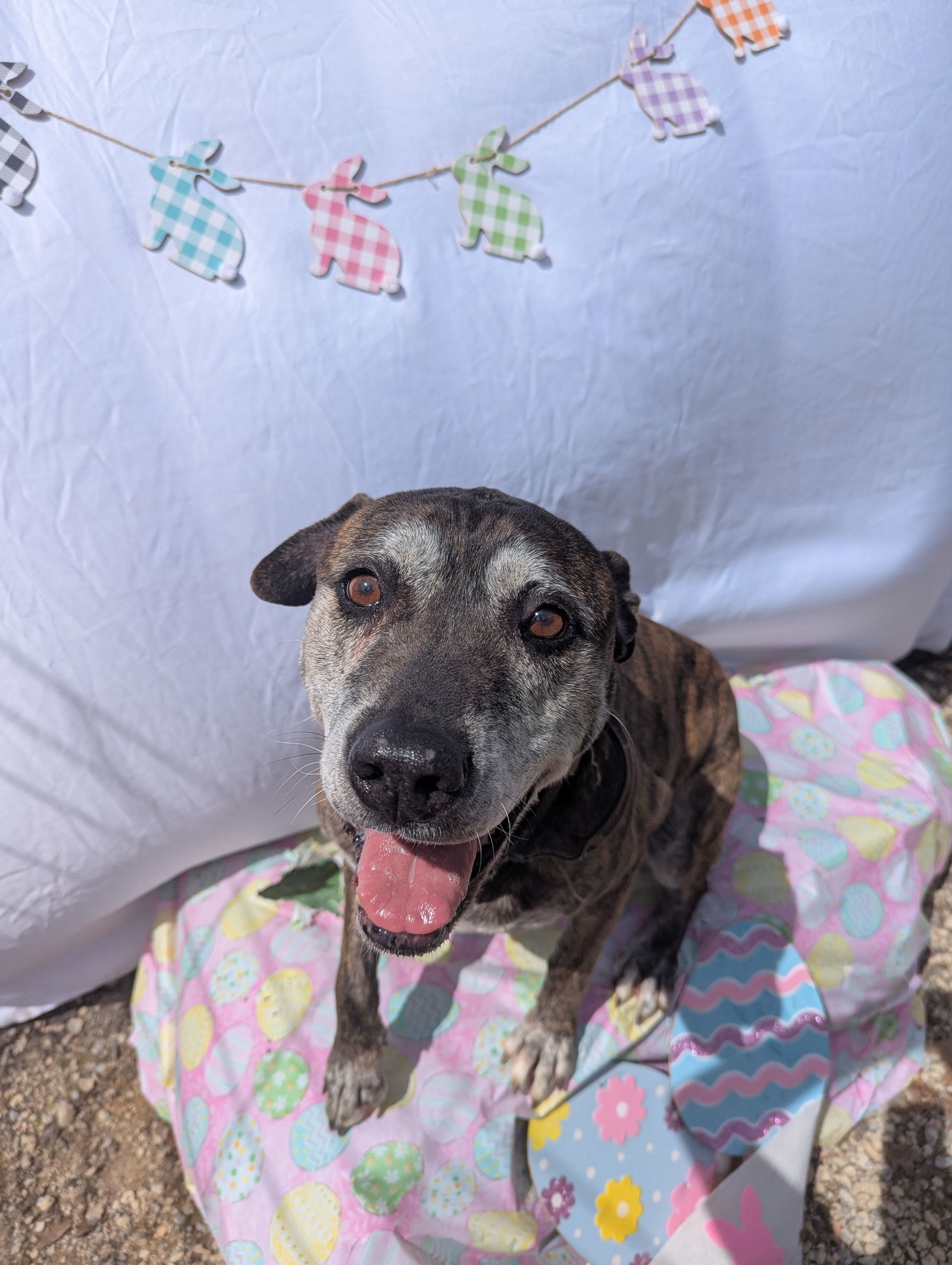 Sampson, an adoptable Shepherd in Calhoun, GA, 30701 | Photo Image 1