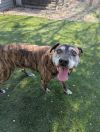 Sampson photo 1
