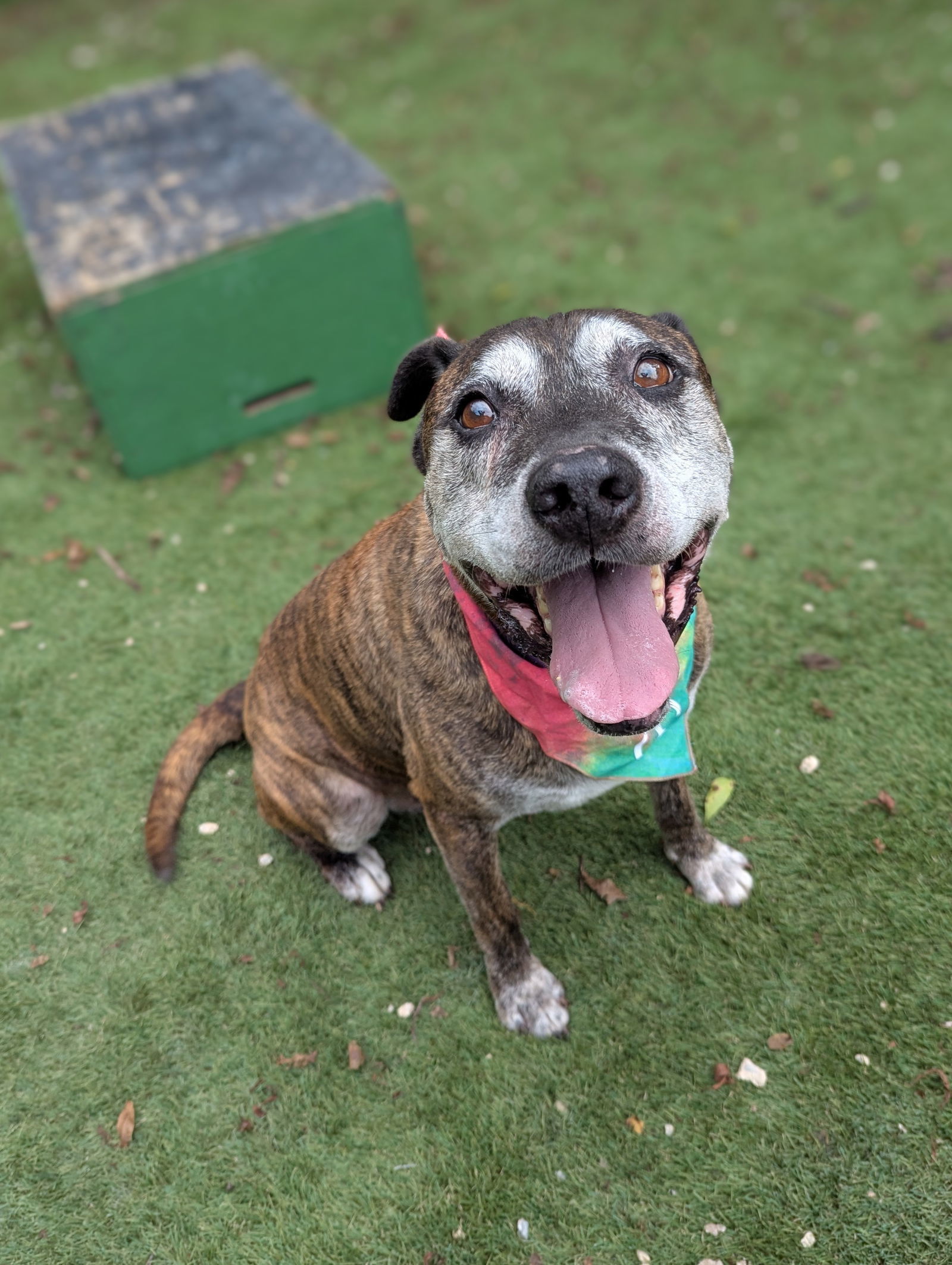 Sampson, an adoptable Shepherd in Calhoun, GA, 30701 | Photo Image 1