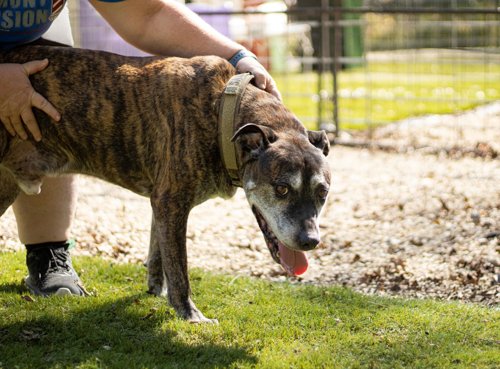 Sampson, an adoptable Shepherd in Calhoun, GA, 30701 | Photo Image 2