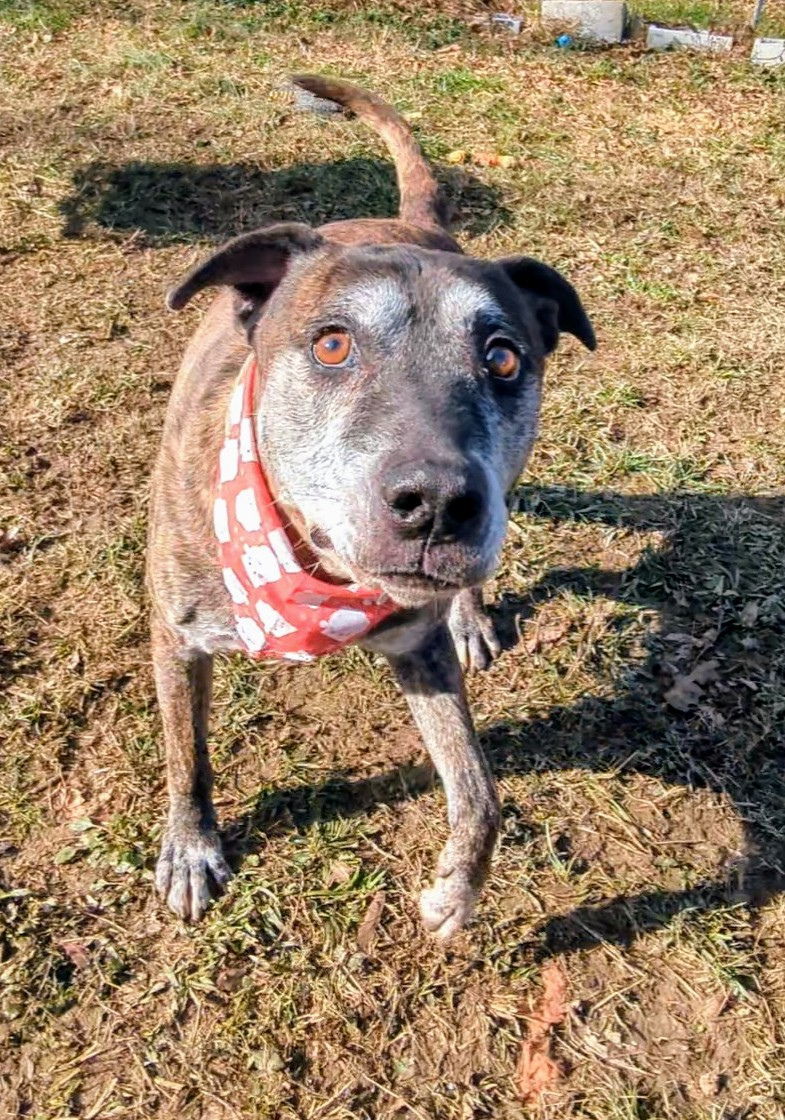 Sampson, an adoptable Shepherd in Calhoun, GA, 30701 | Photo Image 2