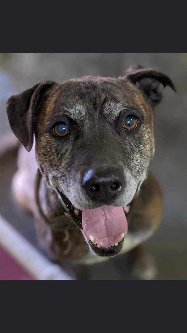 Sampson, an adoptable Shepherd in Calhoun, GA, 30701 | Photo Image 2
