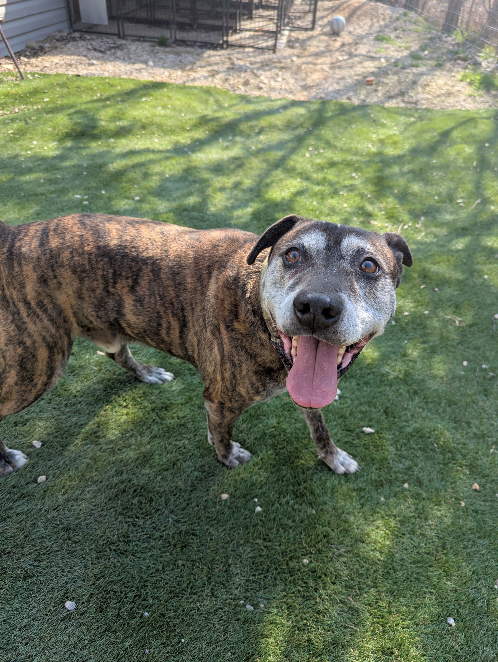 Sampson, an adoptable Shepherd in Calhoun, GA, 30701 | Photo Image 2