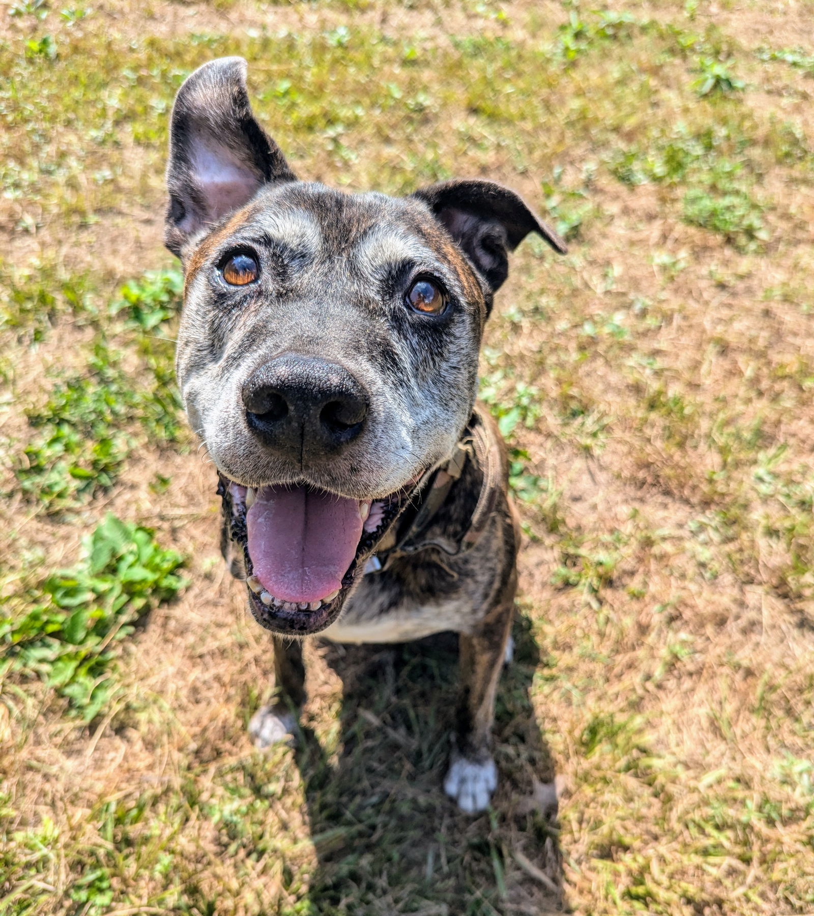 Sampson, an adoptable Shepherd in Calhoun, GA, 30701 | Photo Image 3