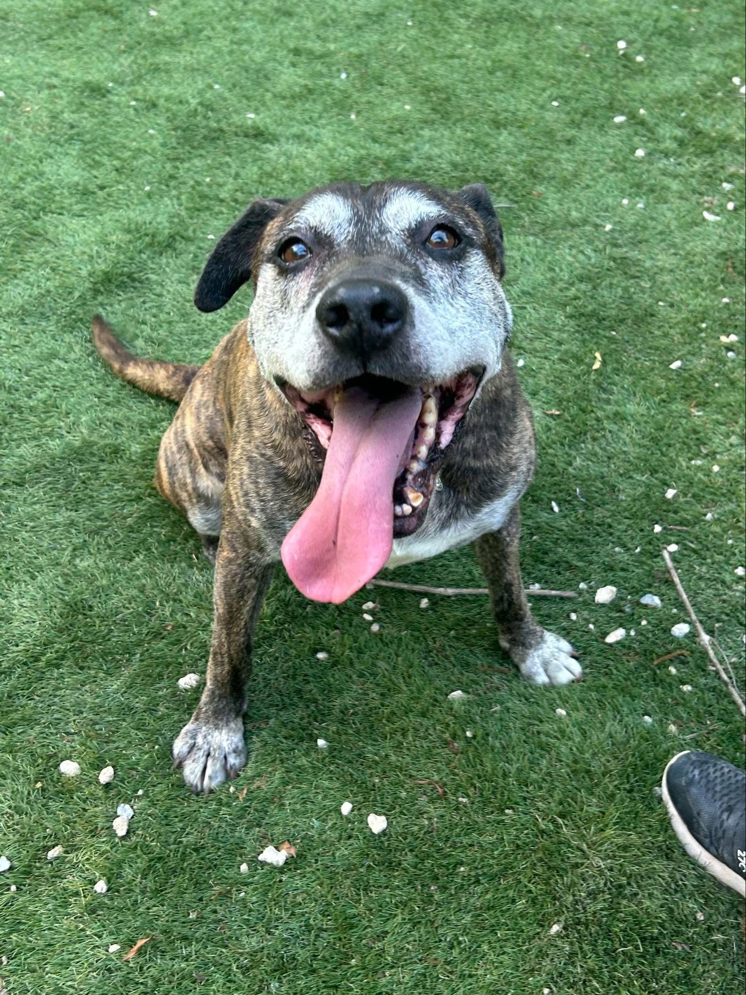 Sampson, an adoptable Shepherd in Calhoun, GA, 30701 | Photo Image 3