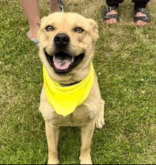 Finn, an adoptable Chow Chow, Hound in Jasonville, IN, 47438 | Photo Image 4