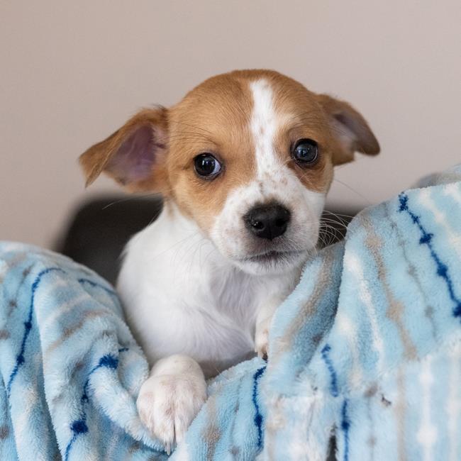 Omelette Pup - Shakshuka - Adopted!