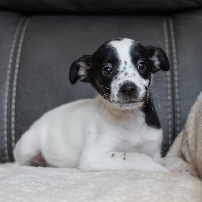 Omelette Pup - Shirred - Adopted!