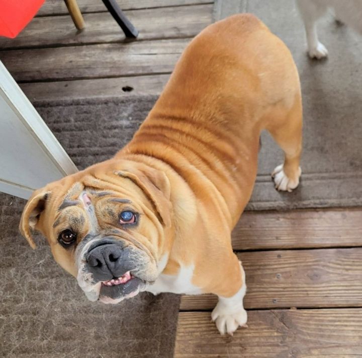 Chloe, an adoptable English Bulldog & Beagle Mix in Rochester, NY_image-3