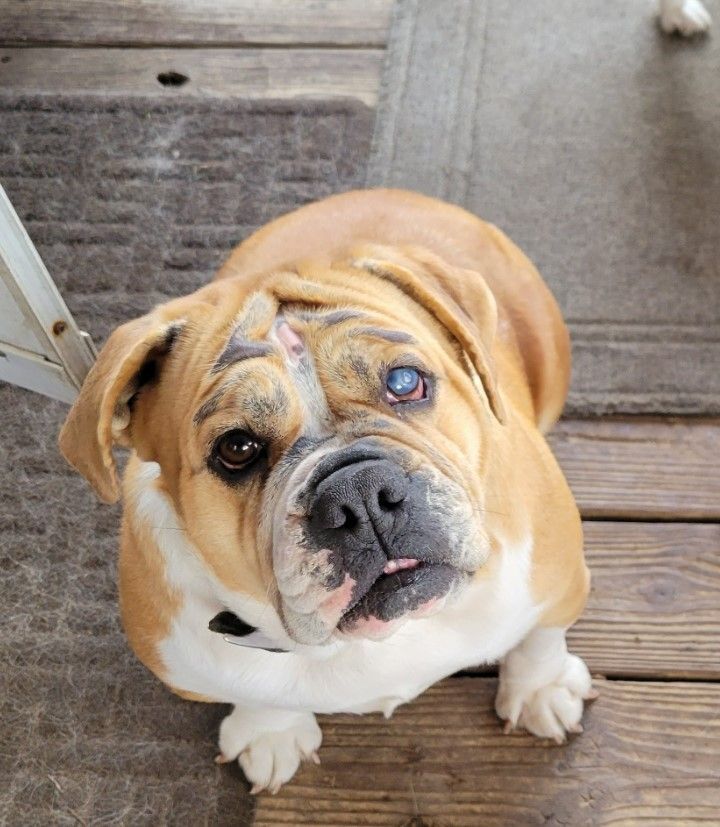 Chloe, an adoptable English Bulldog & Beagle Mix in Rochester, NY_image-4