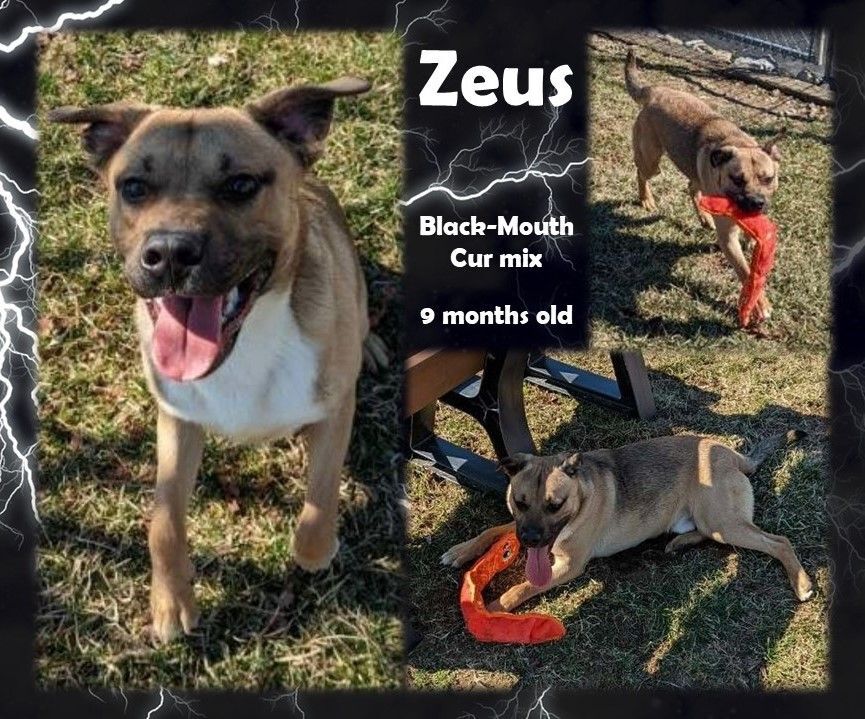 Zeus