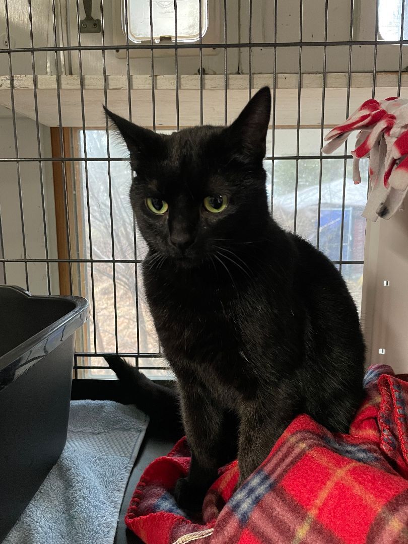 FLOSSY, an adoptable Bombay in Marblehead, MA, 01945 | Photo Image 2