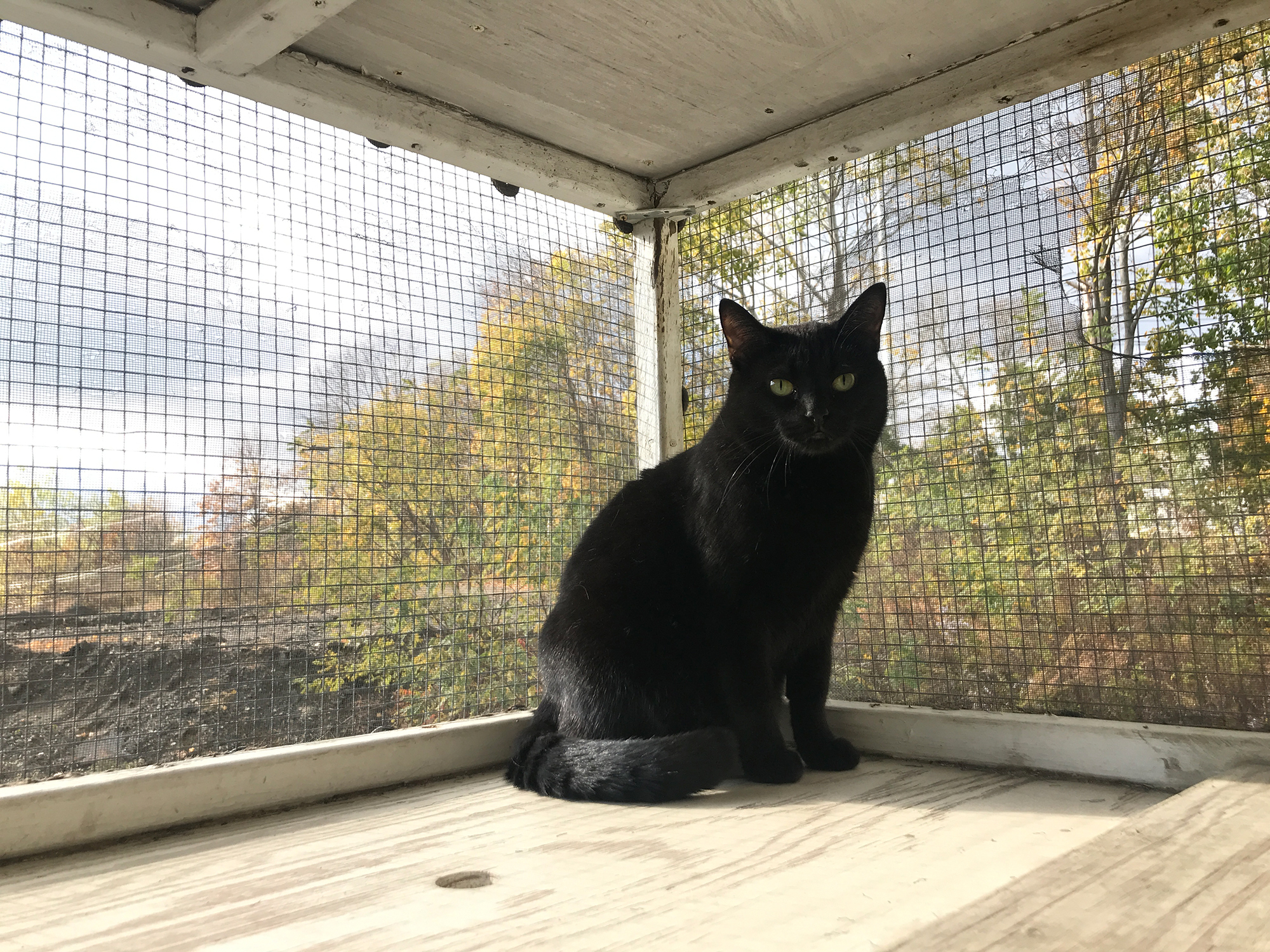 FLOSSY, an adoptable Bombay in Marblehead, MA, 01945 | Photo Image 3