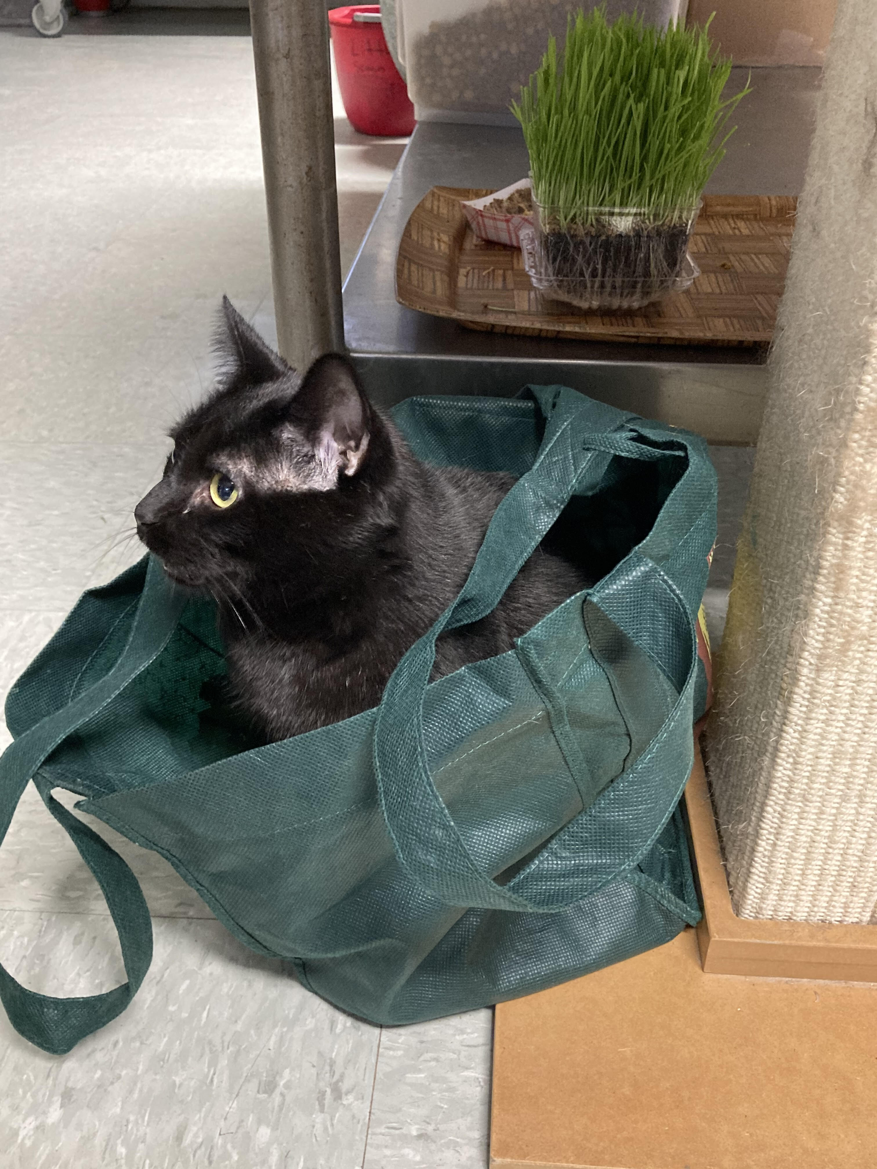 FLOSSY, an adoptable Bombay in Marblehead, MA, 01945 | Photo Image 1