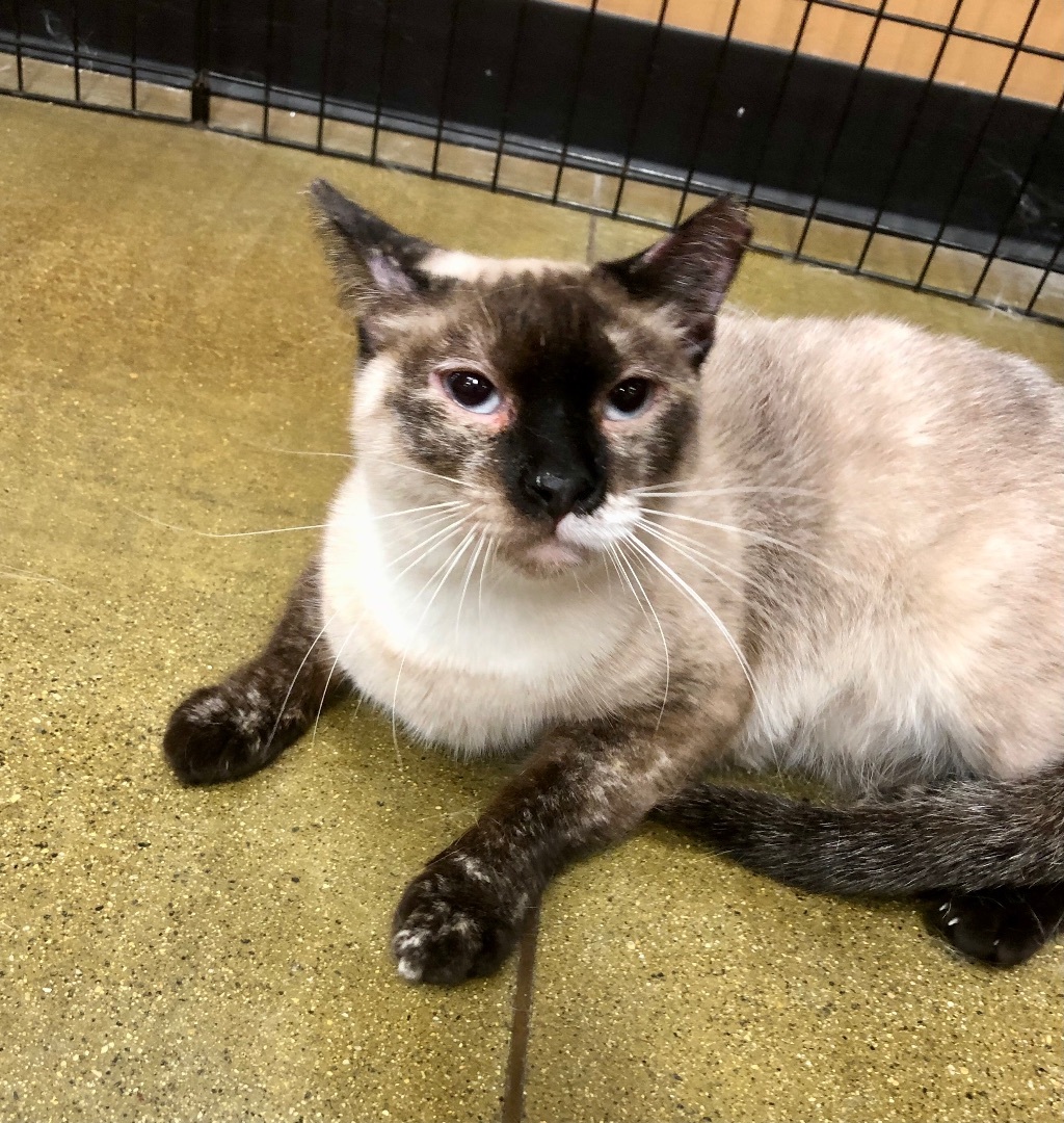 Snow White, an adoptable Siamese, Snowshoe in Tustin, CA, 92780 | Photo Image 1