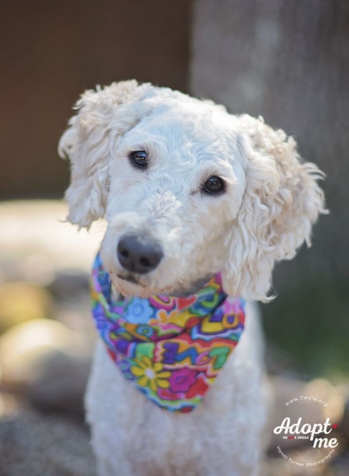 Apple, an adopted Labradoodle in Kingwood, TX_image-1