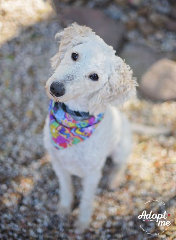 Apple, an adopted Labradoodle in Kingwood, TX_image-2