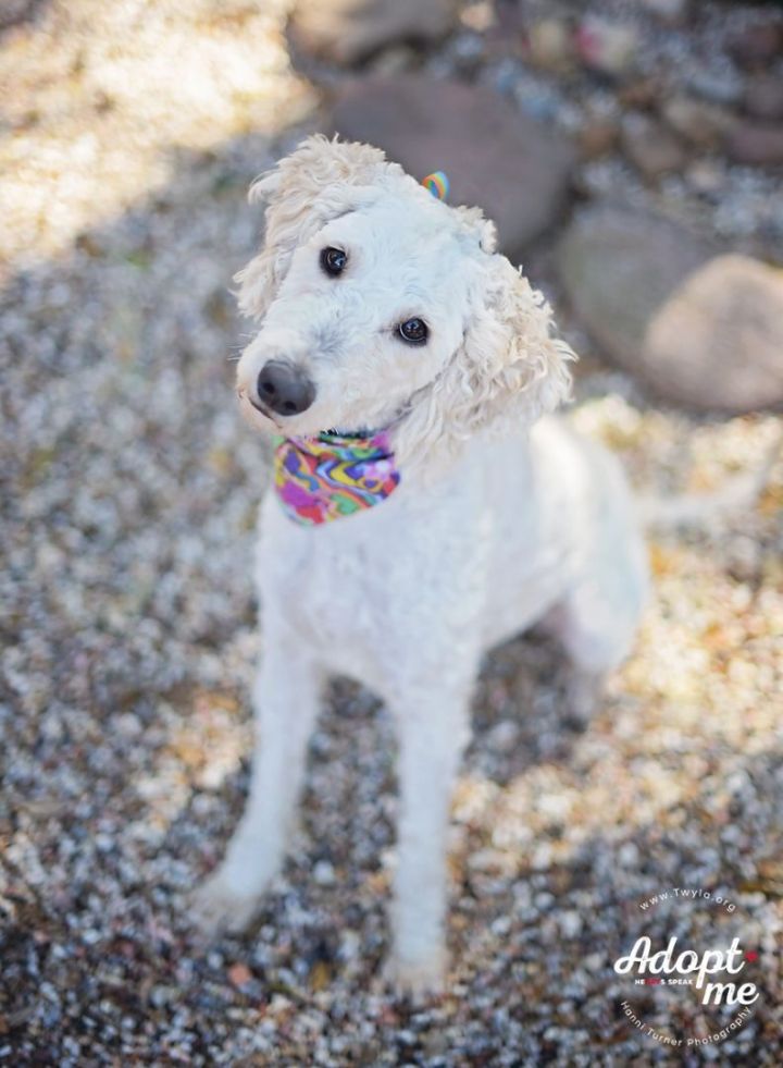 Apple, an adopted Labradoodle in Kingwood, TX_image-3