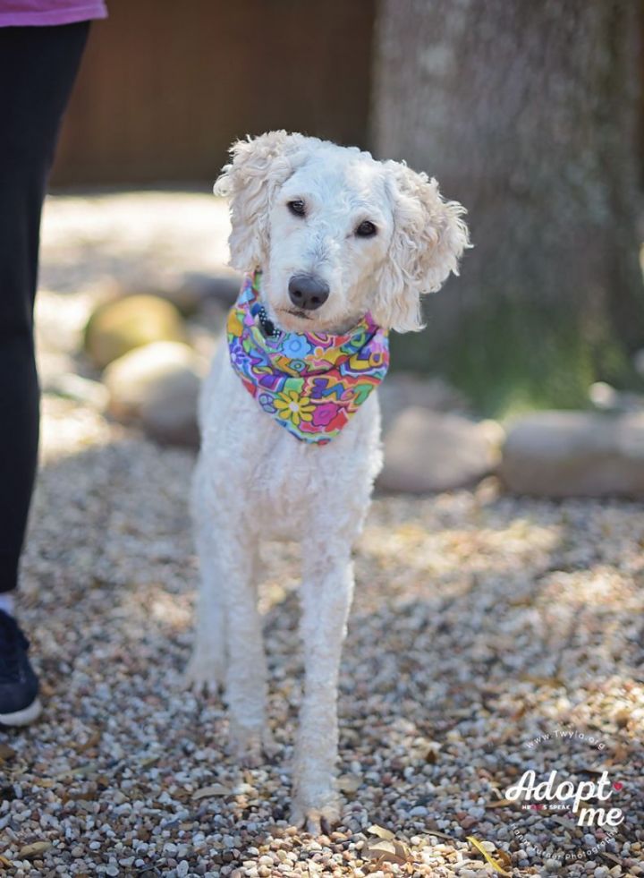 Apple, an adopted Labradoodle in Kingwood, TX_image-4