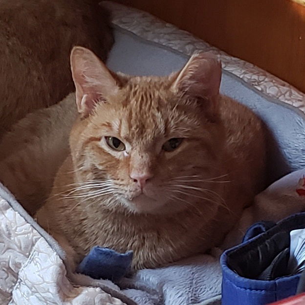 Kermit, an adoptable Domestic Short Hair, Tabby in Fishkill, NY, 12524 | Photo Image 1