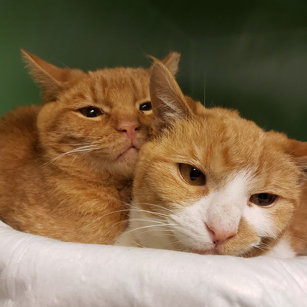 Kermit, an adoptable Domestic Short Hair, Tabby in Fishkill, NY, 12524 | Photo Image 2