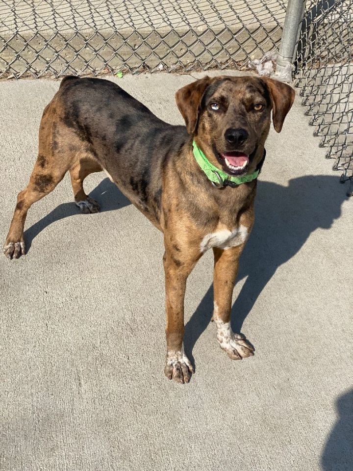 Boone, an adoptable Catahoula Leopard Dog & Hound Mix in Naperville, IL_image-2