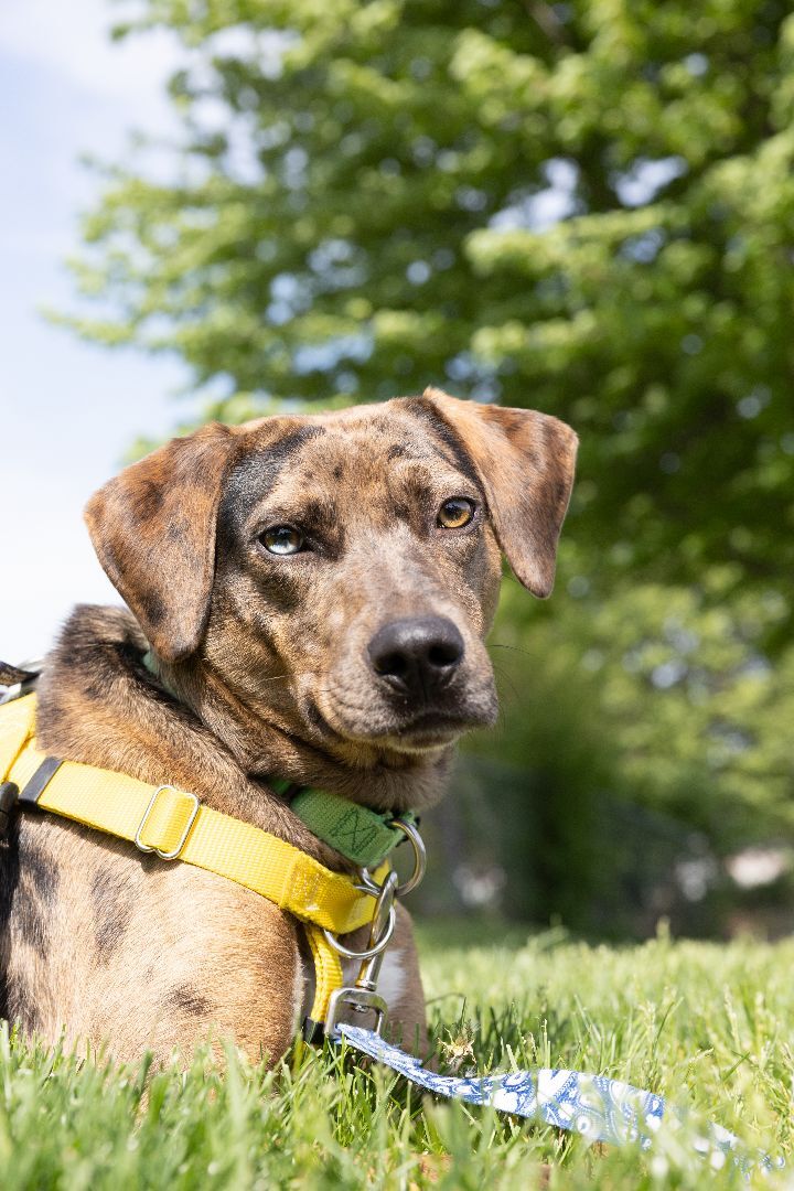 Boone, an adoptable Catahoula Leopard Dog & Hound Mix in Naperville, IL_image-1
