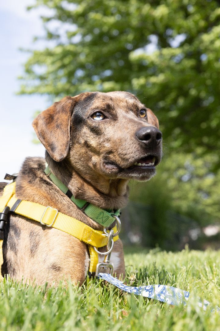 Boone, an adopted Catahoula Leopard Dog & Hound Mix in Naperville, IL_image-3