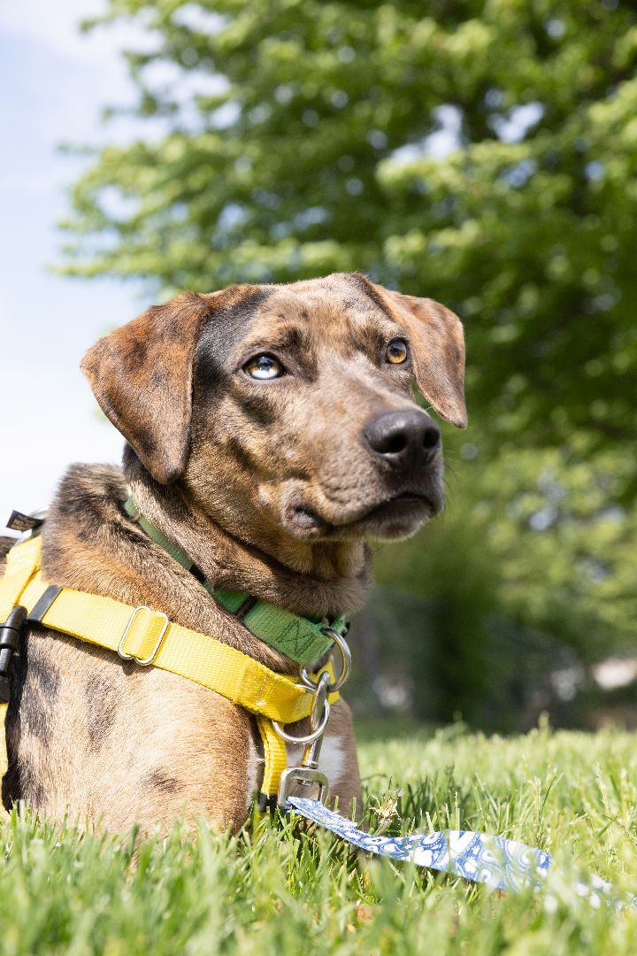 Boone, an adopted Catahoula Leopard Dog & Hound Mix in Naperville, IL_image-4
