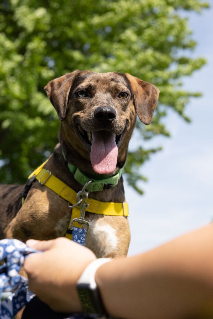 Boone, an adoptable Catahoula Leopard Dog & Hound Mix in Naperville, IL_image-5